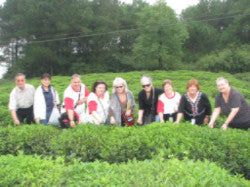 China Tea Tour