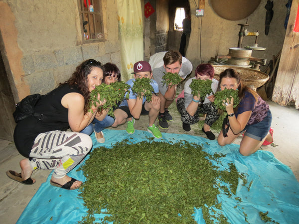 Immersion: China Oolong 2013