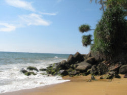 Ceylon Tea Tour