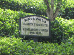 Ceylon Tea Tour
