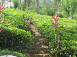 Ceylon Tea Tour