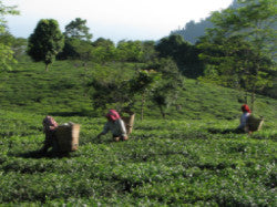 Tea Tour of India